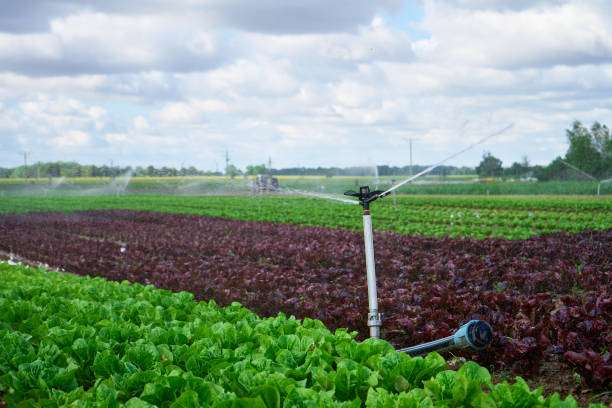 AI Boosts Agriculture Sustainability