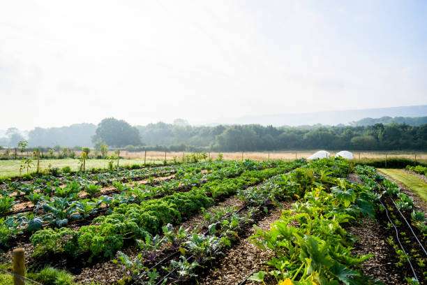 The Future of Sustainable Agriculture