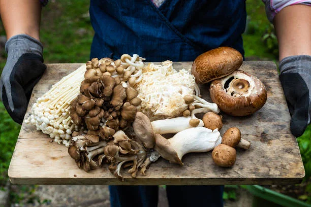 Top 11 Profitable Farming Ventures