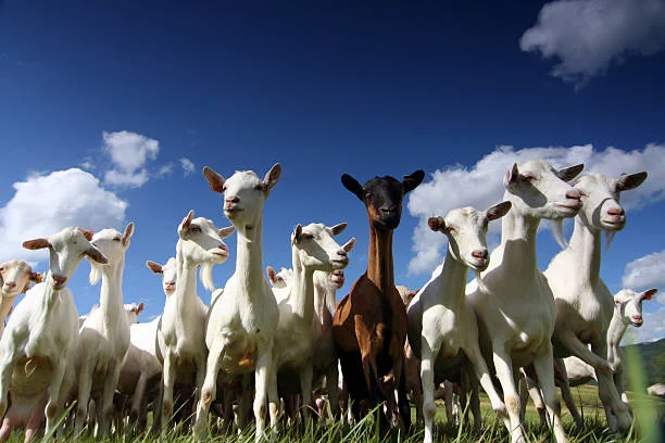 Top 11 Profitable Farming Ventures