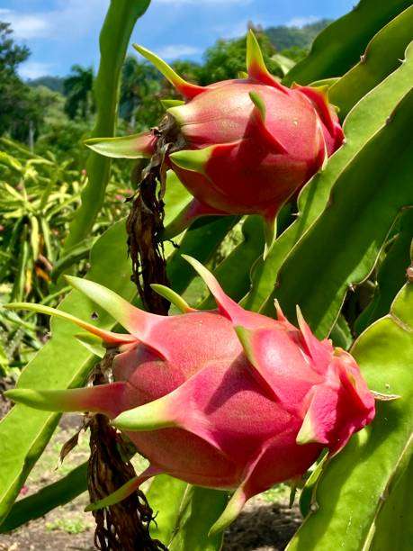 Top 11 Profitable Farming Ventures