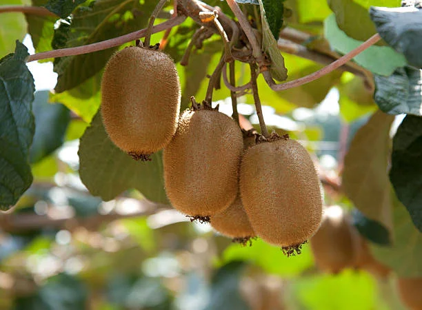 Top 11 Profitable Farming Ventures