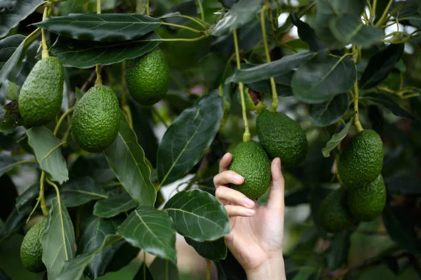 A Beginner's Guide to Permaculture
