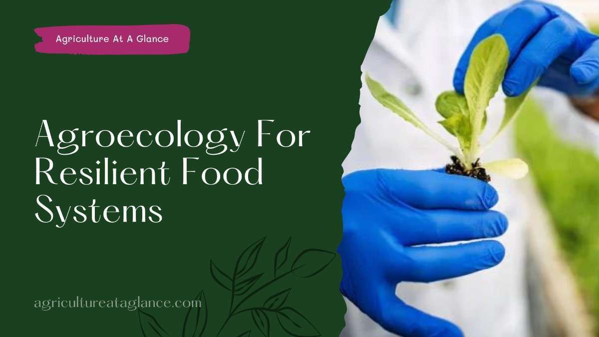 Agroecology For Resilient Food Systems