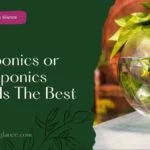 Aquaponics or Hydroponics What Is The Best (aquaculture and hypo tonics what is the best)