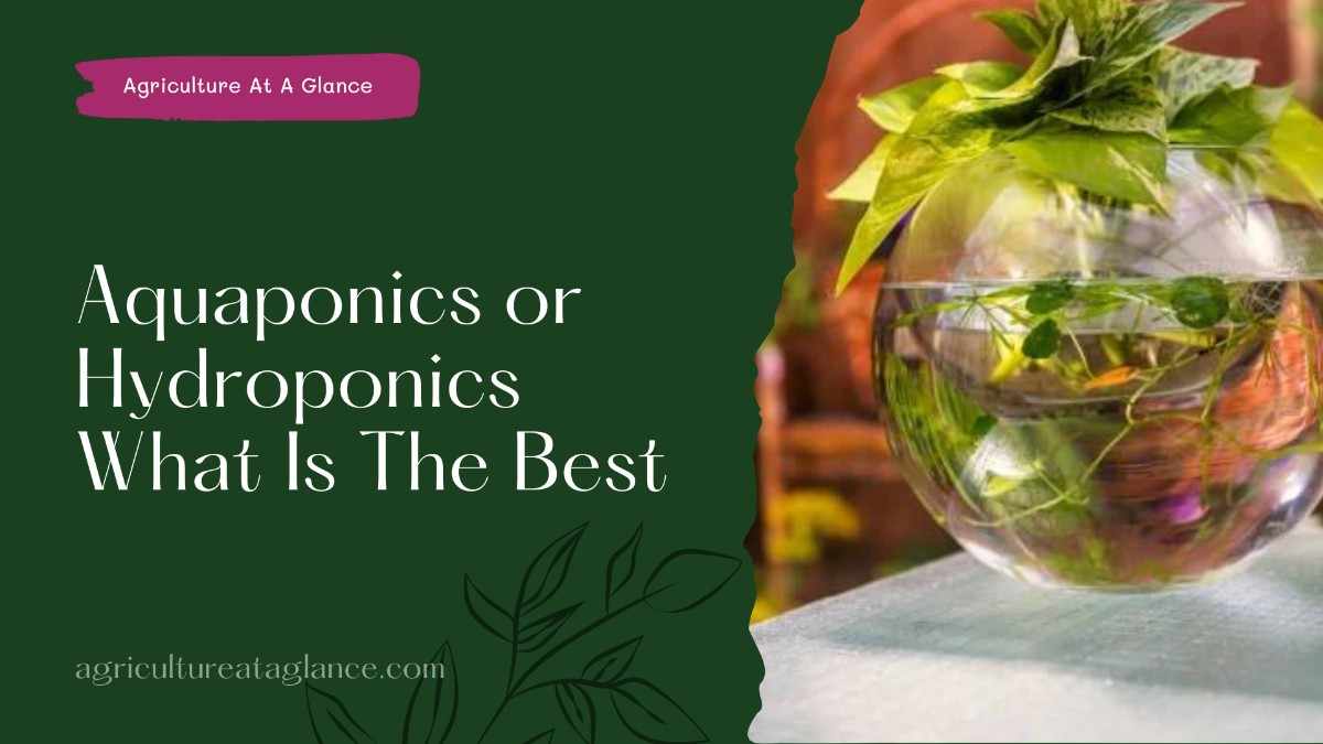 Aquaponics or Hydroponics What Is The Best (aquaculture and hypo tonics what is the best)