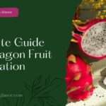 Ultimate Guide Of Dragon Fruit Cultivation