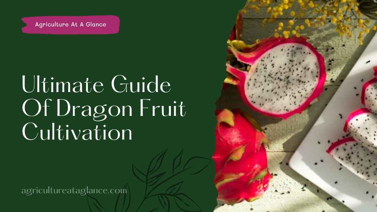 Ultimate Guide Of Dragon Fruit Cultivation