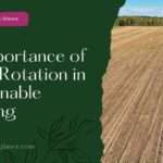 10 Importance of Crop Rotation in Sustainable Farming (crop rotation in sustainable farming)