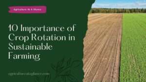 10 Importance of Crop Rotation in Sustainable Farming (crop rotation in sustainable farming)