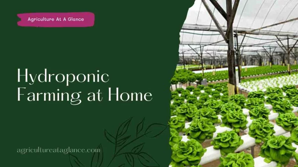 Hydroponic Farming at Home