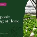 Hydroponic Farming at Home