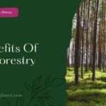 5 Benefits Of Agroforestry