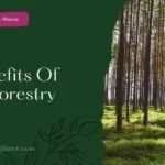 5 Benefits Of Agroforestry