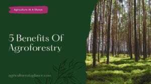 5 Benefits Of Agroforestry