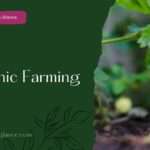 The Ultimate Guide to Organic Farming (organic farming)