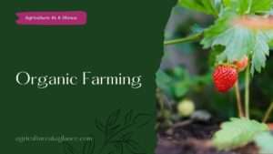 The Ultimate Guide to Organic Farming (organic farming)