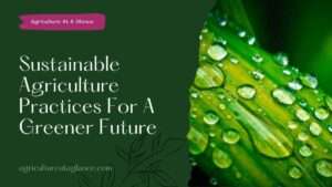 10 Sustainable Agriculture Practices For A Greener Future