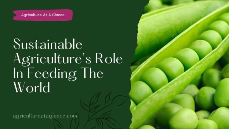 Sustainable Agriculture’s Role In Feeding The World(sustainable agriculture role to feeding the world)