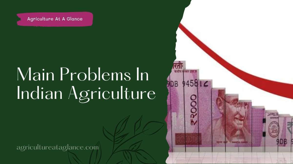 Main Problems In Indian Agriculture ( main problems in Indian agriculture)