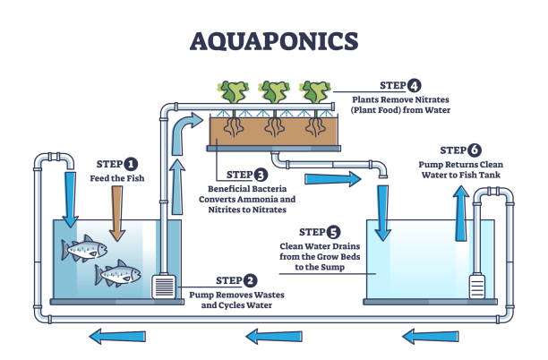 Aquaponics or Hydroponics What Is The Best