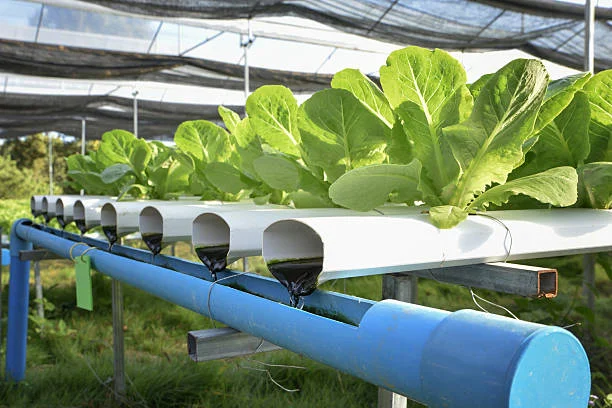 Aquaponics or Hydroponics What Is The Best