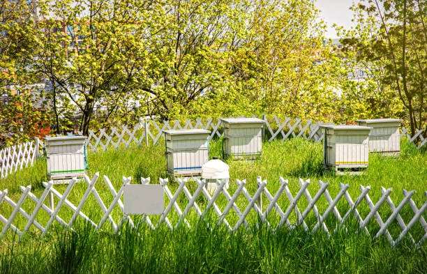 The Role of Bees in Sustainable Agriculture