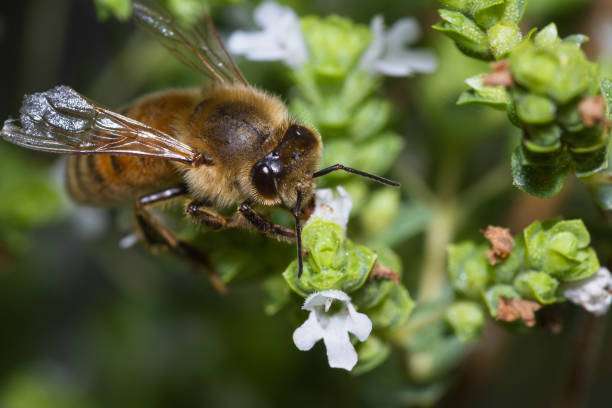 The Role of Bees in Sustainable Agriculture