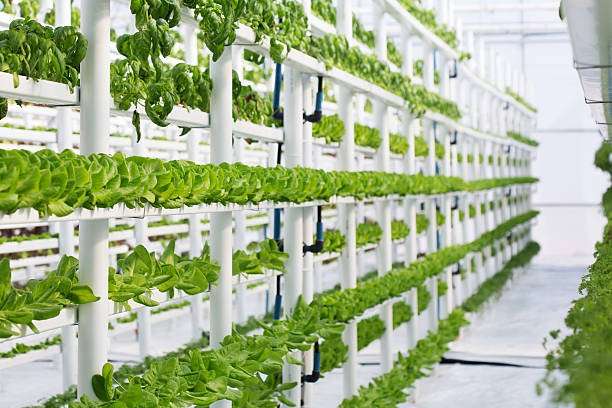 Hydroponic Farming at Home