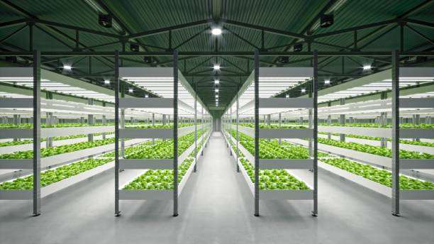 Hydroponic Farming at Home