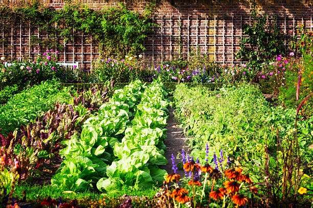 A Beginner's Guide to Permaculture