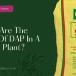 What Are The Role Of DAP In A Paddy Plant? (roll of dap in paddy plant)