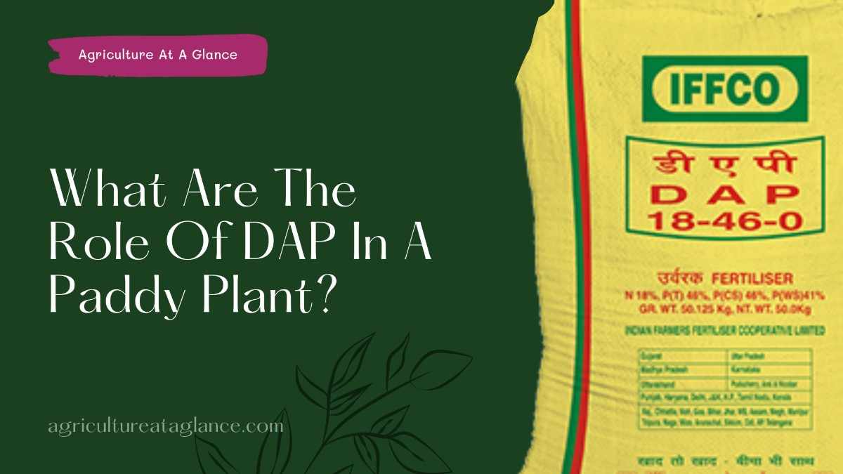 What Are The Role Of DAP In A Paddy Plant? (roll of dap in paddy plant)