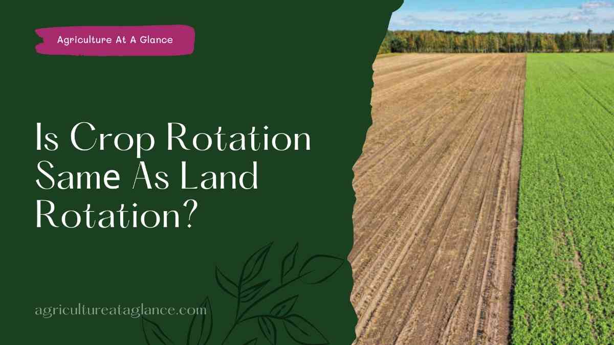 Is Crop Rotation Samе As Land Rotation? (is crop rotation same as land rotation)