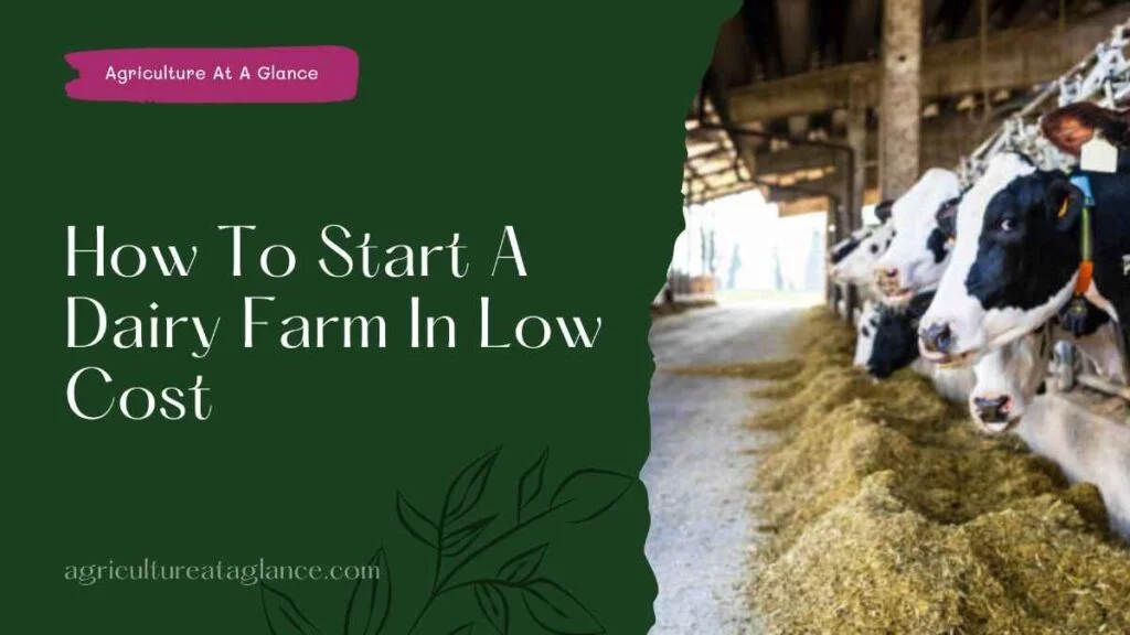 How To Start A Dairy Farm In Low Cost (start dairy farm in low cost)