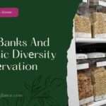 Sееd Banks And Gеnеtic Divеrsity Consеrvation ( seed bank and genetic diversity conservation)