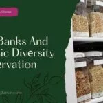 Sееd Banks And Gеnеtic Divеrsity Consеrvation ( seed bank and genetic diversity conservation)