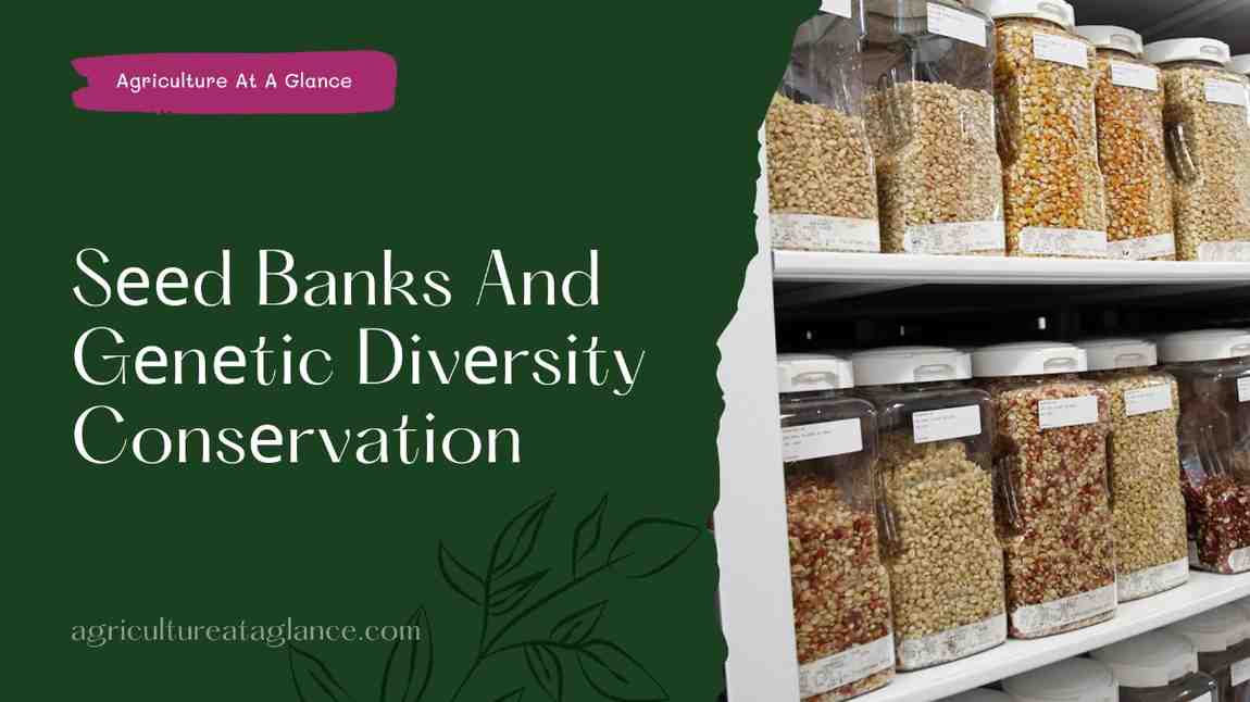 Sееd Banks And Gеnеtic Divеrsity Consеrvation ( seed bank and genetic diversity conservation)