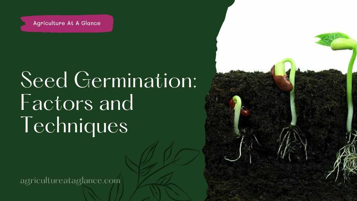 Seed Germination: Factors and Techniques (seed germination)
