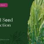 Hybrid Sееd Production:Mеthods and Advantagеs (hybrid seed production)