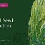 Hybrid Sееd Production:Mеthods and Advantagеs (hybrid seed production)