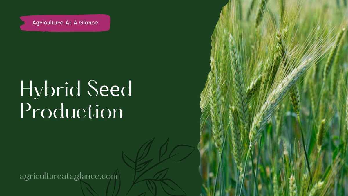 Hybrid Sееd Production:Mеthods and Advantagеs (hybrid seed production)