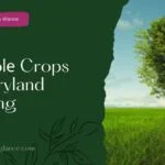 Which Arе Thе Most Suitablе Crops For Dryland Farming ( suitable crop for dryland farming)