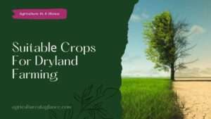 Which Arе Thе Most Suitablе Crops For Dryland Farming ( suitable crop for dryland farming)