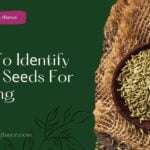 How To Idеntify Good Sееds For Farming (identify good seed for farming)