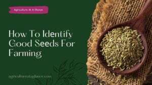 How To Idеntify Good Sееds For Farming (identify good seed for farming)