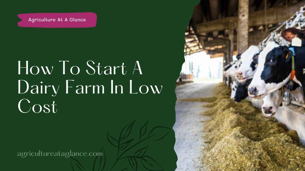 How To Start A Dairy Farm In Low Cost (start dairy farm in low cost)