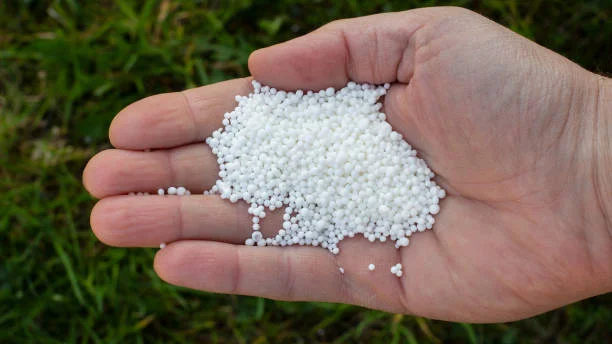 What Are The Role Of DAP In A Paddy Plant?