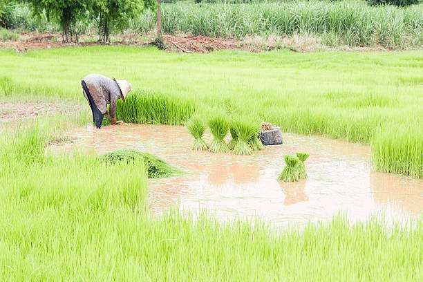 What Are The Role Of DAP In A Paddy Plant?