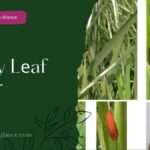 Paddy Lеaf Rollеr (paddy leaf rollar)